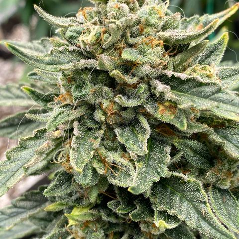 Hubbabubba Haze growlog timeline photo