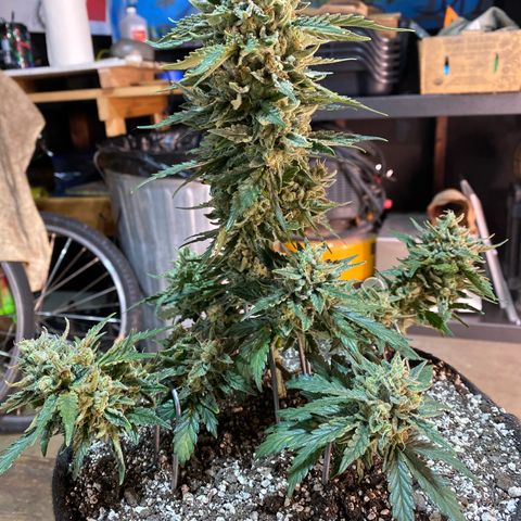 Hubbabubba Haze growlog timeline photo