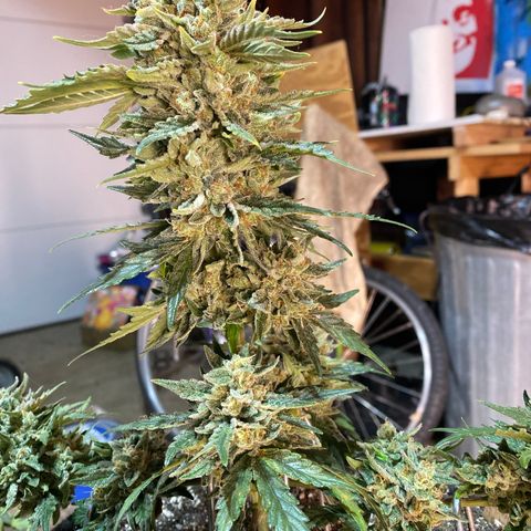 Hubbabubba Haze growlog timeline photo