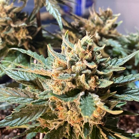 Hubbabubba Haze growlog timeline photo
