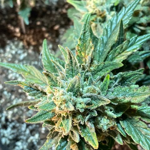 Hubbabubba Haze growlog timeline photo