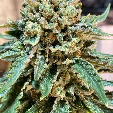 Hubbabubba Haze growlog timeline photo
