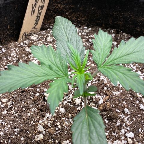 Blueberry Cheese  growlog timeline photo