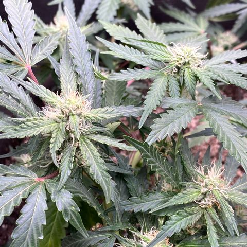 Orange Bubblegum (Twested Trees) growlog timeline photo