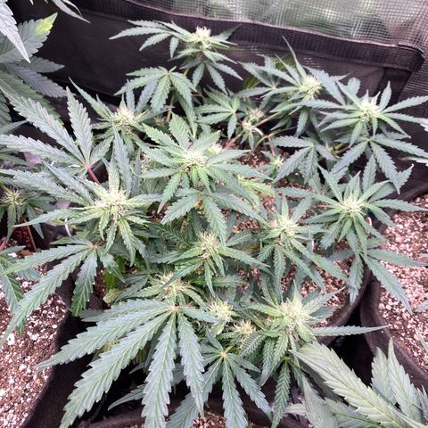 Orange Bubblegum (Twested Trees) growlog timeline photo