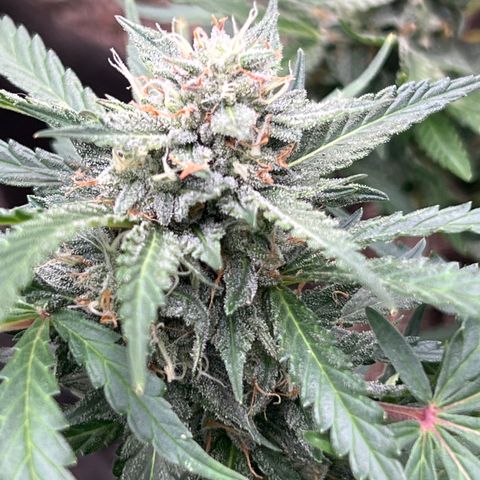 Orange Bubblegum (Twested Trees) growlog timeline photo