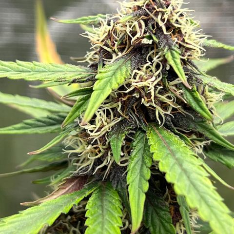 Anvil  growlog timeline photo