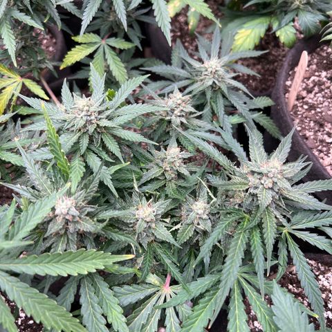 Orange Bubblegum (Twested Trees) growlog timeline photo