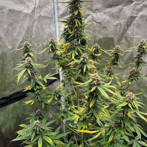 Anvil  growlog timeline photo