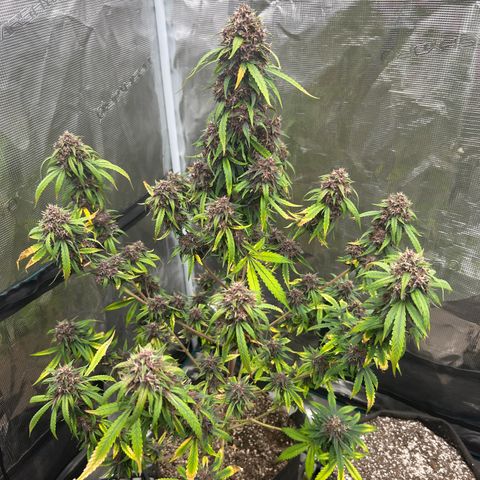 Anvil  growlog timeline photo