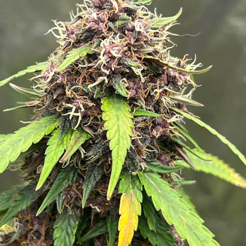 Anvil  growlog timeline photo