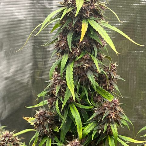 Anvil  growlog timeline photo