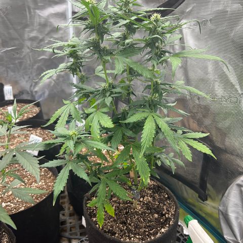 Blueberry Cheese  growlog timeline photo
