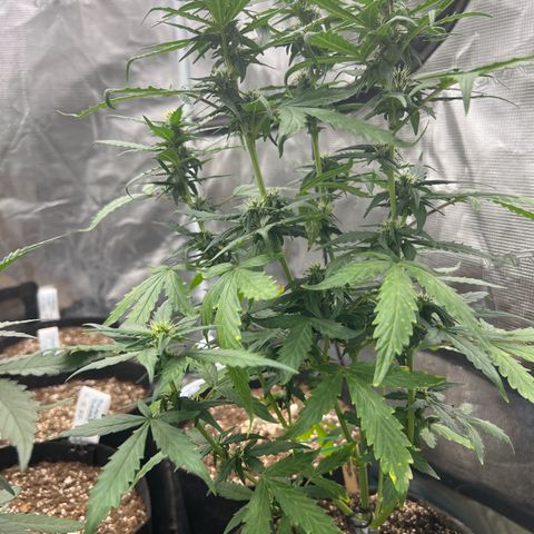 Blueberry Cheese  growlog timeline photo