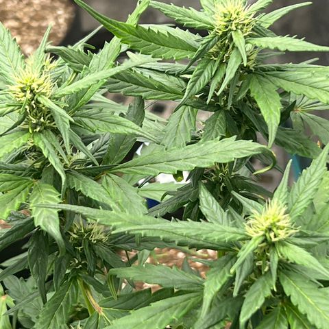 Blueberry Cheese  growlog timeline photo