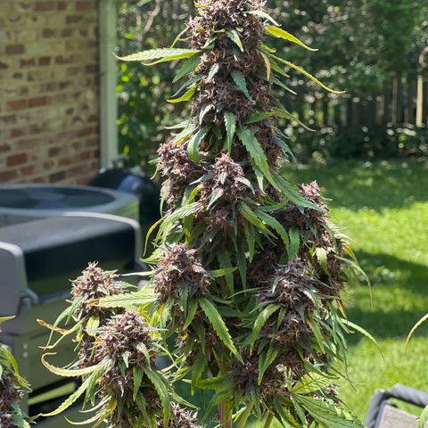 Anvil  growlog timeline photo