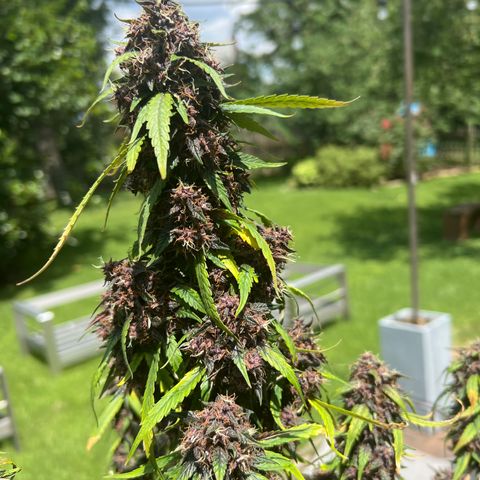Anvil  growlog timeline photo