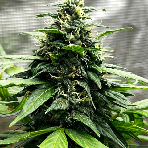 Blueberry Cheese  growlog timeline photo