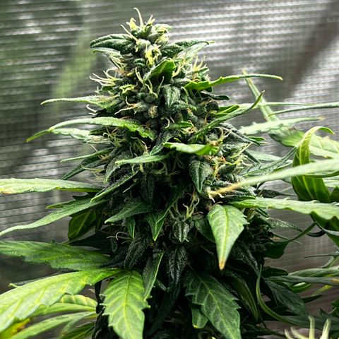Blueberry Cheese  growlog timeline photo