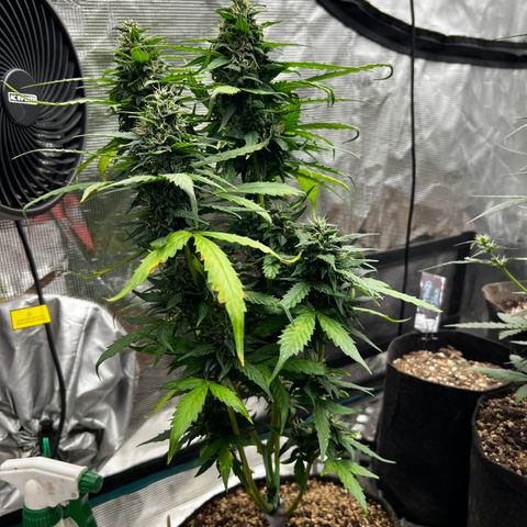 Blueberry Cheese  growlog timeline photo
