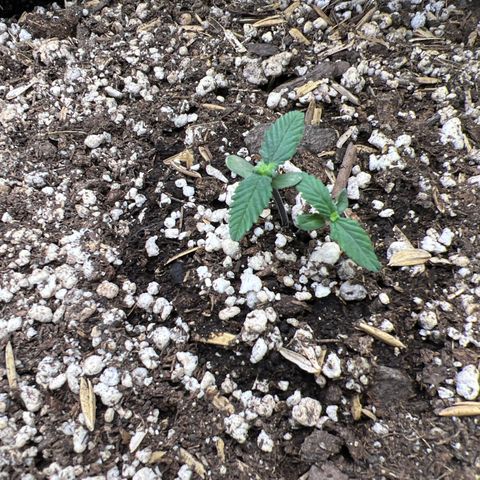 LSD-25 growlog timeline photo