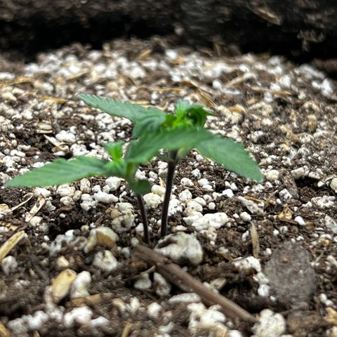 LSD-25 growlog timeline photo