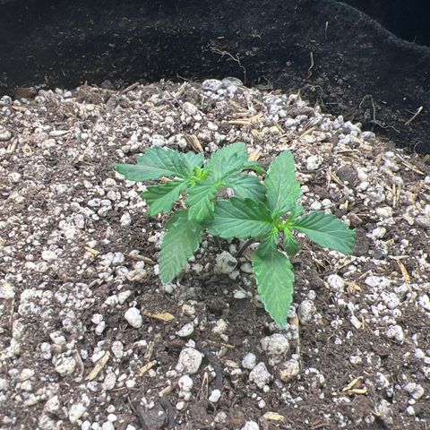 LSD-25 growlog timeline photo