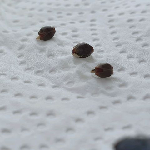 Auto Daiquiri Lime (Dutch Passion) growlog photo: Alle 3 seeds im Wasser gekeimt. In Jiffys eingepflanzt ca. 0.5cm tief und etwas zugedrückt damit der helm abgeht 