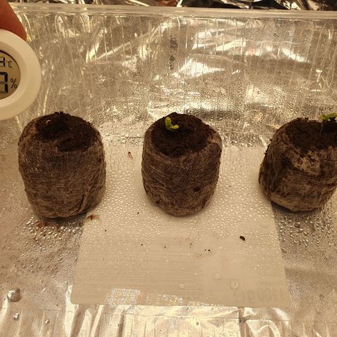 Auto Daiquiri Lime (Dutch Passion) growlog photo: Alle 3 Pflanzen sind endlich raus 🌱🦋👍👍👍😋 07:30
