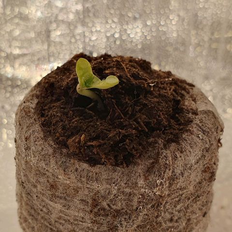 Auto Daiquiri Lime (Dutch Passion) growlog photo: Alle 3 Pflanzen sind endlich raus 🌱🦋👍👍👍😋 07:30