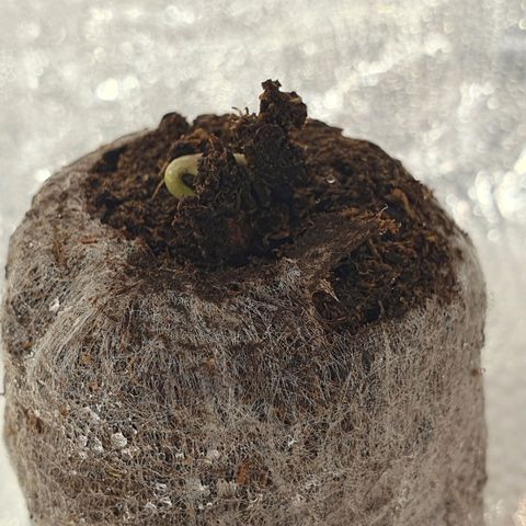 Auto Daiquiri Lime (Dutch Passion) growlog photo: Alle 3 Pflanzen sind endlich raus 🌱🦋👍👍👍😋 07:30