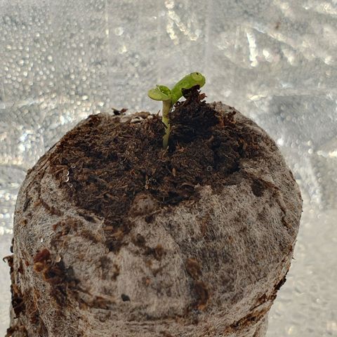 Auto Daiquiri Lime (Dutch Passion) growlog photo: Alle 3 Pflanzen sind endlich raus 🌱🦋👍👍👍😋 07:30