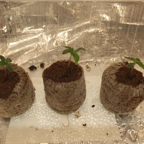 Auto Daiquiri Lime (Dutch Passion) growlog photo: 21:30