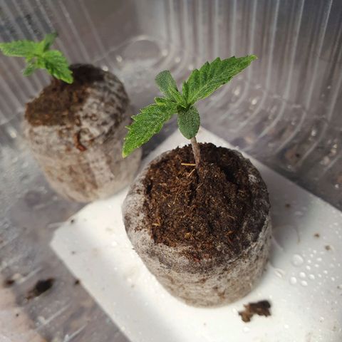 Auto Daiquiri Lime (Dutch Passion) growlog photo: 23:30