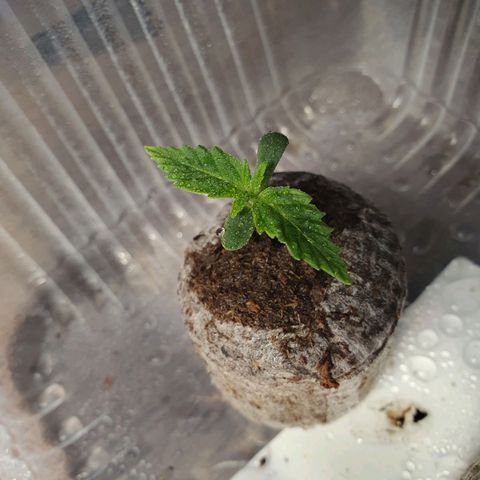Auto Daiquiri Lime (Dutch Passion) growlog photo: 23:30