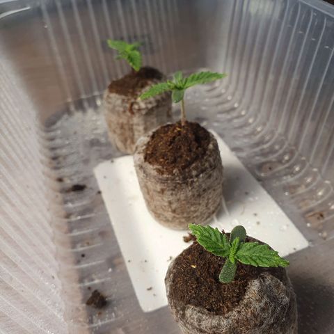 Auto Daiquiri Lime (Dutch Passion) growlog photo: 23:30