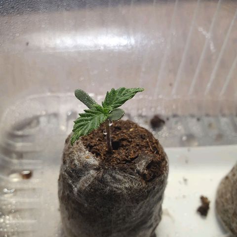 Auto Daiquiri Lime (Dutch Passion) growlog photo: 23:30