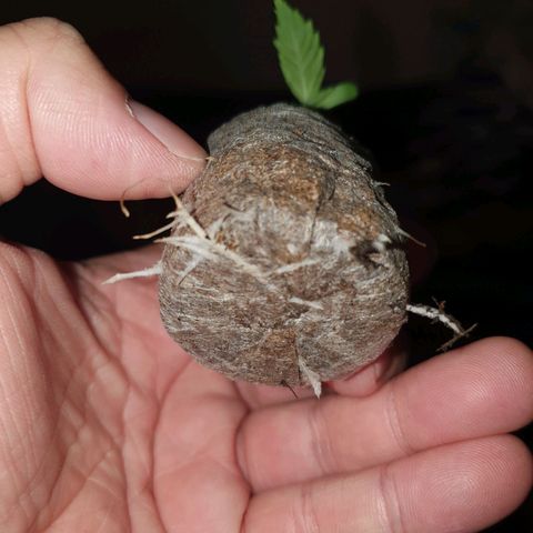 Auto Daiquiri Lime (Dutch Passion) growlog photo: Jiffys in 19L Stofftöpfe umgetopft 