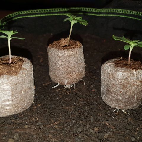 Auto Daiquiri Lime (Dutch Passion) growlog photo: Jiffys in 19L Stofftöpfe umgetopft 