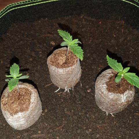 Auto Daiquiri Lime (Dutch Passion) growlog photo: Jiffys in 19L Stofftöpfe umgetopft 