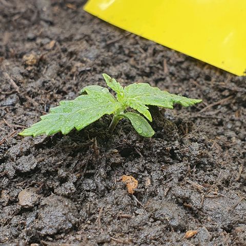Auto Daiquiri Lime (Dutch Passion) growlog photo: Jiffys in 19L Stofftöpfe umgetopft 