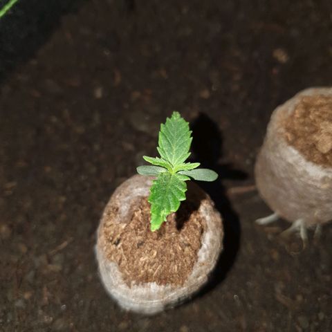 Auto Daiquiri Lime (Dutch Passion) growlog photo: Jiffys in 19L Stofftöpfe umgetopft 