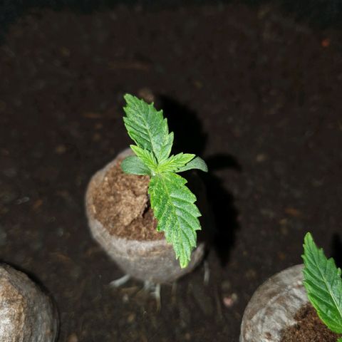 Auto Daiquiri Lime (Dutch Passion) growlog photo: Jiffys in 19L Stofftöpfe umgetopft 