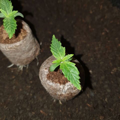 Auto Daiquiri Lime (Dutch Passion) growlog photo: Jiffys in 19L Stofftöpfe umgetopft 