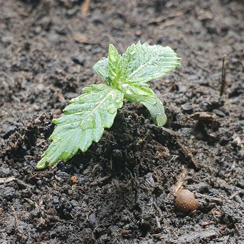 Auto Daiquiri Lime (Dutch Passion) growlog timeline photo