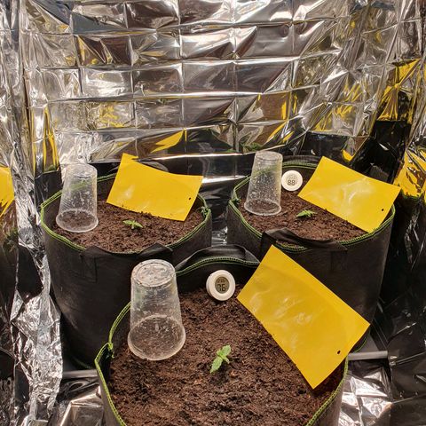 Auto Daiquiri Lime (Dutch Passion) growlog timeline photo