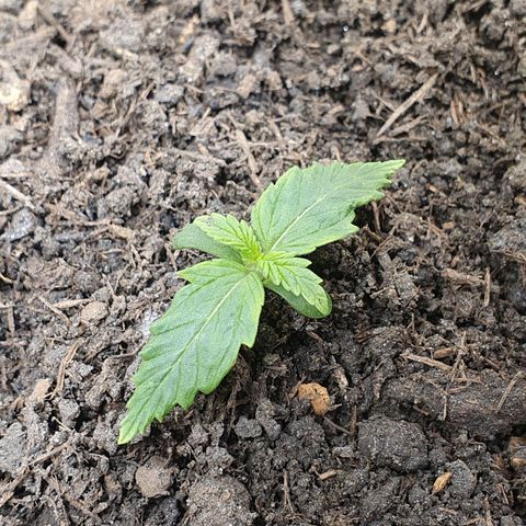 Auto Daiquiri Lime (Dutch Passion) growlog photo: Der Morgen nach dem Eintopfen.