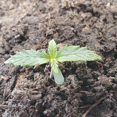 Auto Daiquiri Lime (Dutch Passion) growlog photo: Der Morgen nach dem Eintopfen.