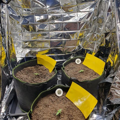 Auto Daiquiri Lime (Dutch Passion) growlog photo: Der Morgen nach dem Eintopfen.