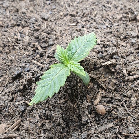 Auto Daiquiri Lime (Dutch Passion) growlog photo: Der Morgen nach dem Eintopfen.